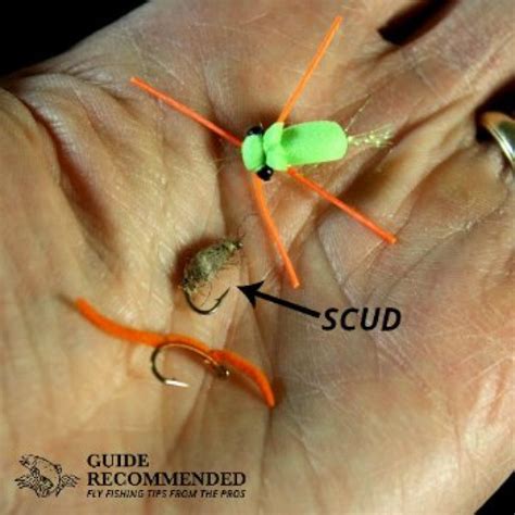 Fly Fish 的图像结果