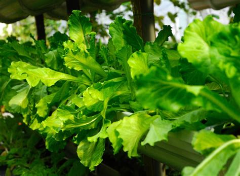 Image result for Fertigation Planting