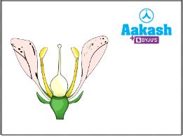 The Flower: Androecium, Gynoecium and Classification of Flowers ...