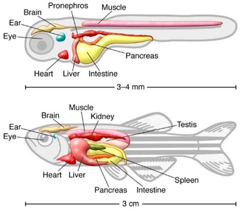 Image result for Zebrafish Embryo Development Heart