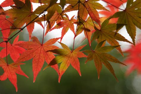 How To Identify Maple Trees: Facts About Maple Tree Types | Silver ...