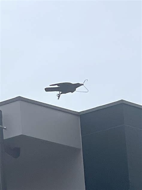 Ever wondered what the opposite of a stork was? [X-Post From /r ...