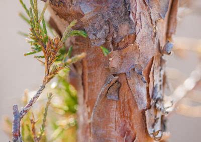 Image result for Juniper Tree Pollen Exploding