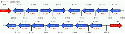 Image result for Locus Control Region Gene Expression