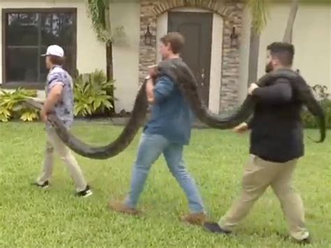 18 Foot Python 的图像结果