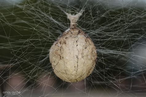 Yellow Spider Egg Black And Yellow Garden Spiders Friend Or Foe?