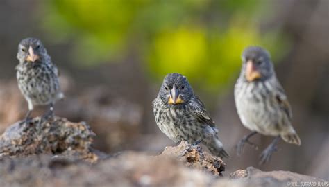 Darwin S Finches Habitat at Caleb Venning blog