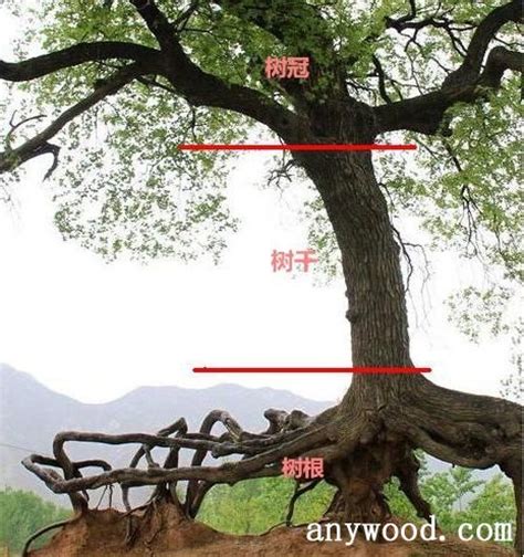 苹果树体结构和各部位名称_科普中国网