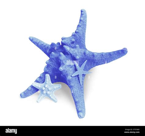 Three different blue sea stars isolated on white Stock Photo - Alamy