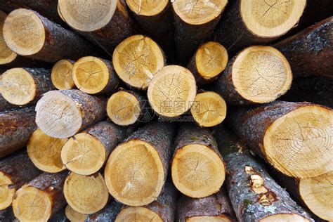 广西丰林木业集团股份有限公司2021年年度报告-洞见研报-行业报告