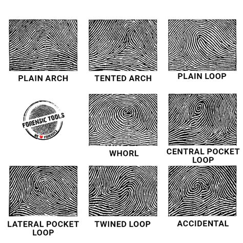 Image result for Basic Patterns of Fingerprints
