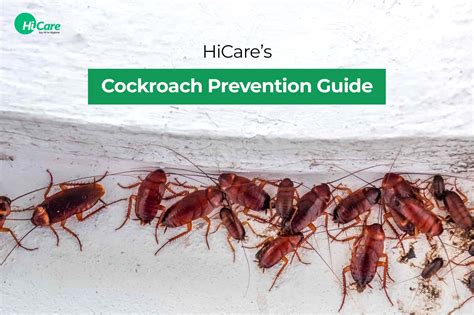 Cockroach Prevention: Top 5 Effective Guide | HiCare – HiCare (A ...