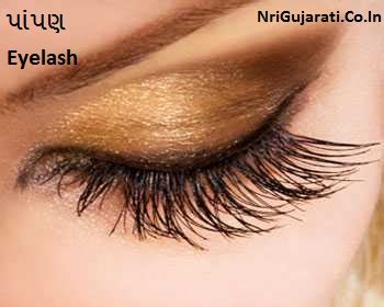 Human Body Parts Name with Picture in Gujarati to English - Male Female ...