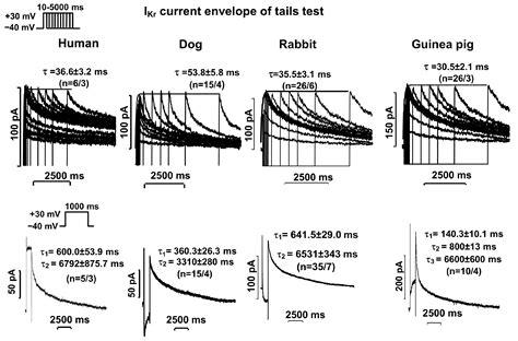 A Comparative Study of the Rapid (IKr) and Slow (IKs) Delayed Rectifier ...