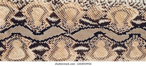 Image result for Python Skin