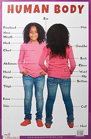 Buy Human Body - Thick Laminated Preschool Chart Book Online at Low ...