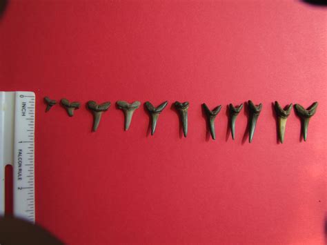 Wild Things: Fossiling Trip - Purse State Park, Maryland