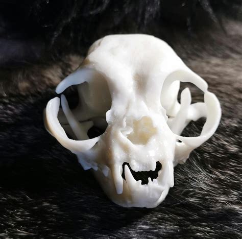Pathological Persian Cat Skull With Bone Cancer Replica - Etsy