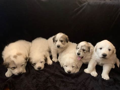 Great Pyrenees Puppies For Sale In Alabama