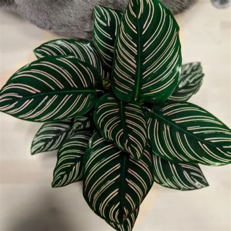 Buy Marantha Ornata, Maranta Majestica plant online at Nursery Nisarga