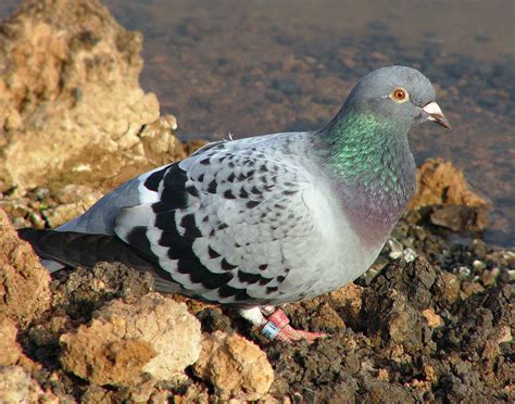 Carrier pigeon | bird | Britannica
