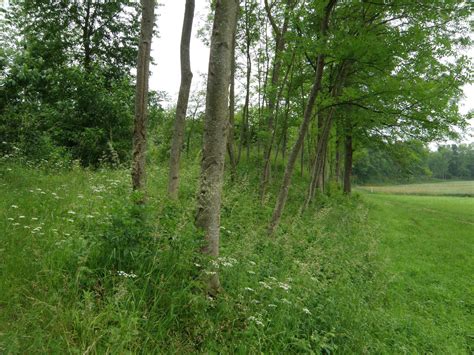 Battle Of The Catalaunian