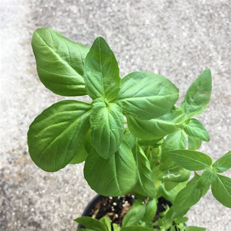 Varieties of Basil | Naples Botanical Garden