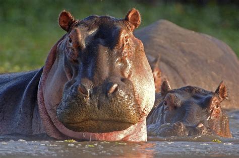 Facts About Hippo | 5 interesting facts about the Hippo, Hippopotamus facts