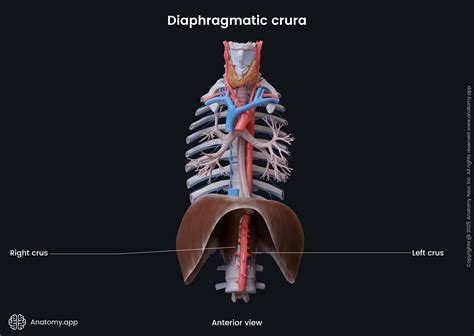 Diaphragm | Anatomy.app