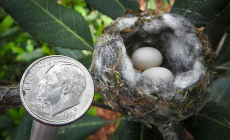 Hummingbird Egg Size Comparison