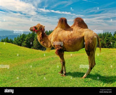Double humped camel hi-res stock photography and images - Alamy