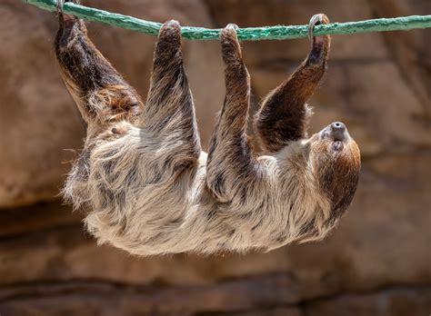 Image result for 2 Toed Sloth