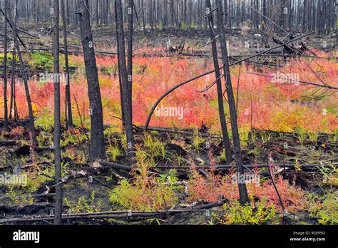 Image result for Secondary Succession Fire Example