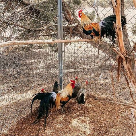 Phoenix Chicken: Eggs, Height, Size and Raising Tips