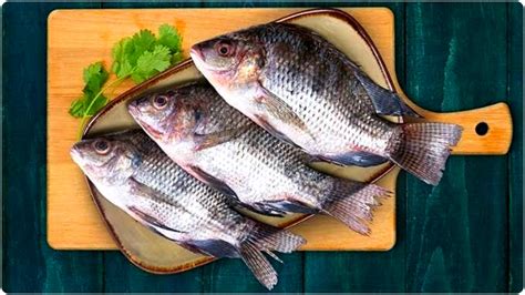 Tilapia: তেলাপিয়া মাছ কিন্তু বিদেশি, বাঙালির পাতে হঠাৎ এল কোত্থেকে ...