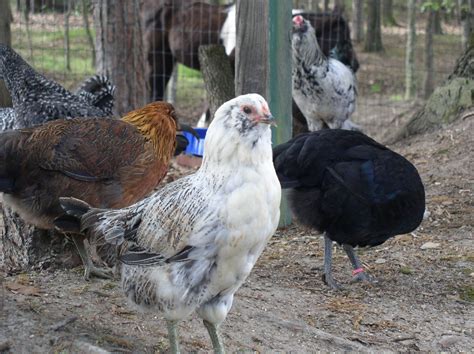 Ameraucana Chicken (Ayam ameraucana) | Cyberyaqin