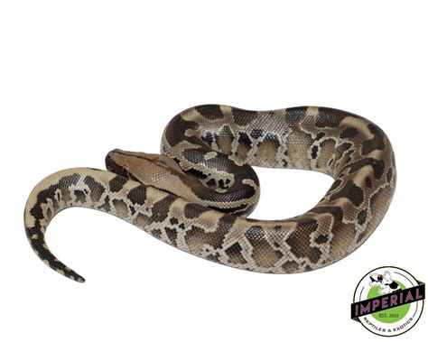 Image result for Black Blood Python