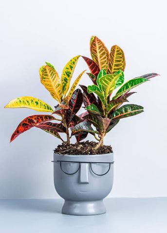 Croton plantation Guidelines and Plante care - Urban plants - Urban Plants™