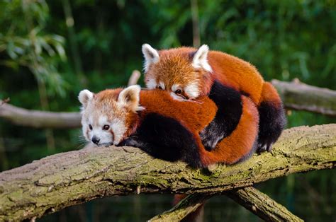 [100+] Cute Red Panda Wallpapers | Wallpapers.com