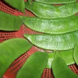 Aro Dolichos, Dolichos Beans Seed Price in India - Buy Aro Dolichos ...