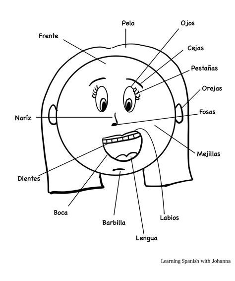 Face Labeled In Spanish at Inez Smith blog