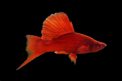 Firecrackers Swordtail | Leopard Aquatic Indonesia