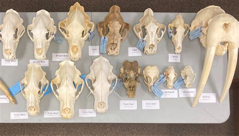 How To Measure A Bear Skull For Pope And Young at Ebony Butters blog