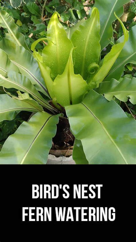 Water ferns – Artofit