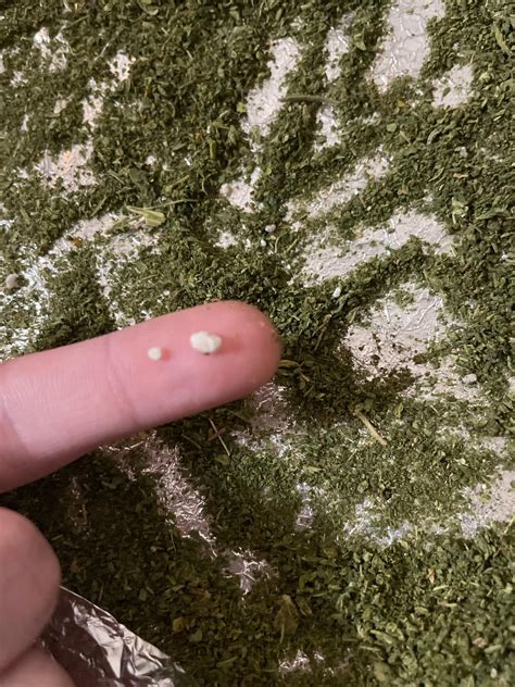 Finding these little white specks in my friend’s dark web shake : r/trees