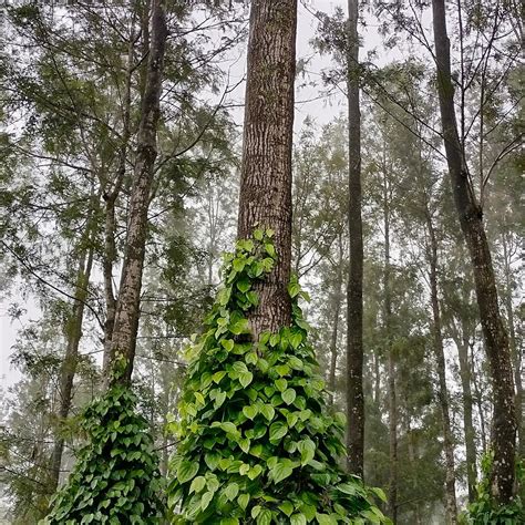 TIPPERARY ESTATE (Yercaud, Tamil Nadu) - B&B Reviews, Photos, Rate ...