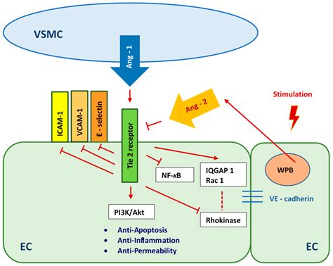 The Effect of High and Variable Glucose on the Viability of Endothelial ...
