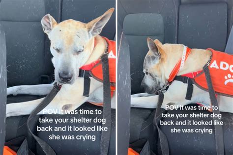 Hearts break as dog starts "crying" on way back to shelter after day out