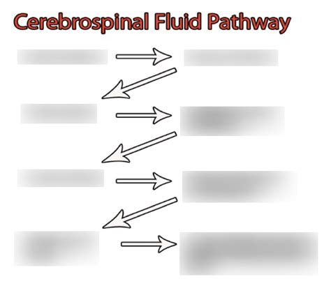 CSF Flow Pathway 的图像结果