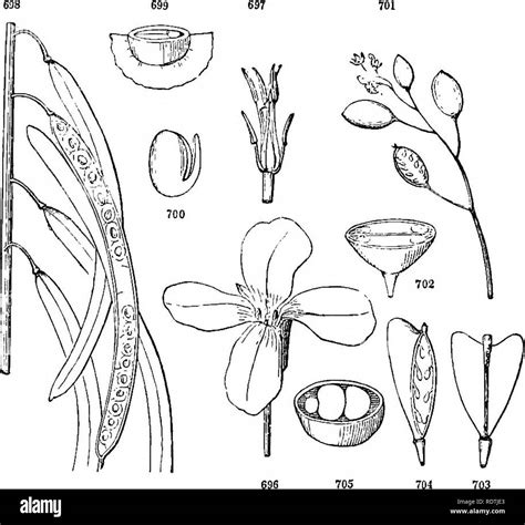 . Introduction to structural and systematic botany, and vegetable physiology. Botany. 390 ...